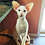 Quinn is registered to the contest to win money with this photo: cat, white_cat, large_ears, sitting, wooden_stool, indoor, tile_floor, countertop, household_items, curious, pet, feline, whiskers, ears, tail, domestic_animal, home, wall, orange_wall, natural_light
