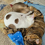 Quinn joined the competition — help win amazing prizes! cat, sleeping, cozy, quilt, blanket, fur_pattern, tabby_cat, white_cat, brown_cat, pets, animal, resting, cuddling, feline, indoor, cute, soft, companion, quiet, relaxation