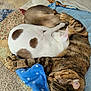 cat, sleeping, cozy, quilt, blanket, fur_pattern, tabby_cat, white_cat, brown_cat, pets, animal, resting, cuddling, feline, indoor, cute, soft, companion, quiet, relaxation