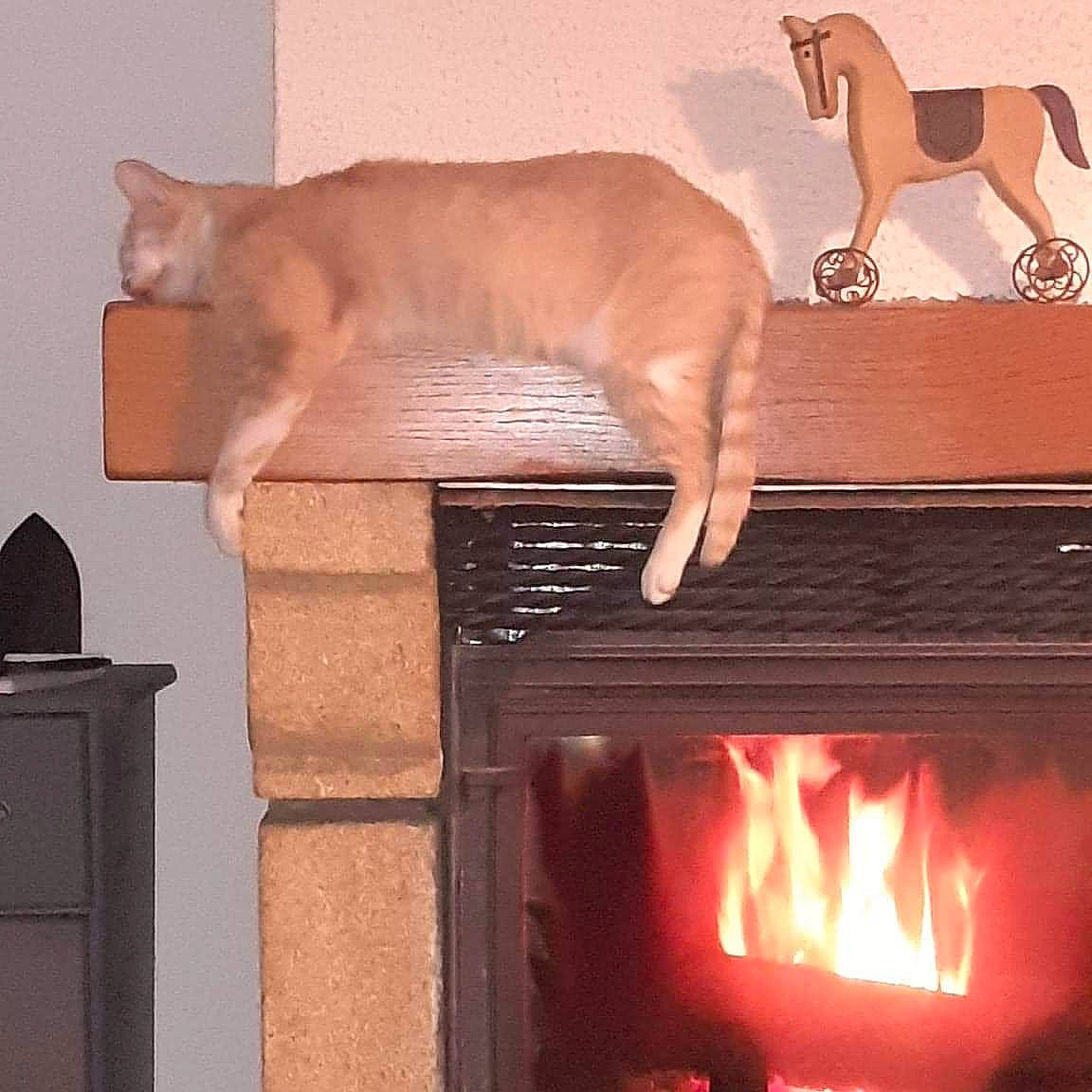 Garfield participe au concours pour gagner de l'argent avec cette photo : carnivore, cat, companion_dog, dog_breed, fawn, felidae, fire, fire_screen, fireplace, gas, hardwood, hearth, kitchen_appliance, room, small_to_medium_sized_cats, snout, stove, tail, wood, wood_burning_stove