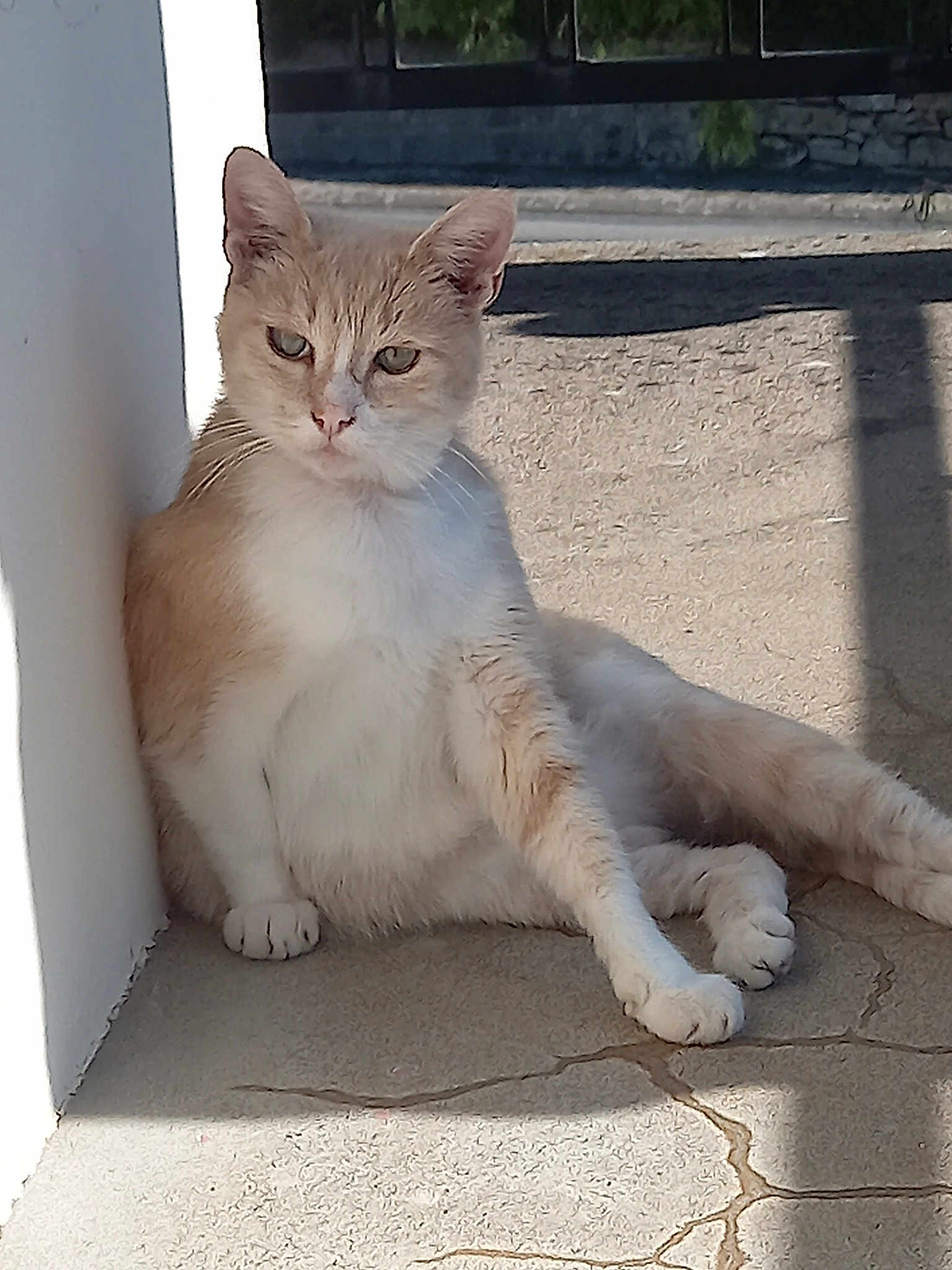 Garfield