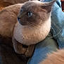 Twix participe au concours pour gagner de l'argent avec cette photo : cat, siamese_cat, indoor, lap, person, jeans, socks, armchair, union_jack_pillow, coffee_table, remote_control, furniture, living_room, pet, cozy, relaxing, fur, blue_eyes, whiskers, soft