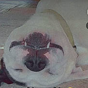 Bentley is registered to the contest to win money with this photo: animal, black_nose, carpet, collar, cute, dog, domestic_animal, ears, face, funny, glasses, indoors, muzzle, nose, pet, relaxed, resting, sleeping, upside_down, white_fur
