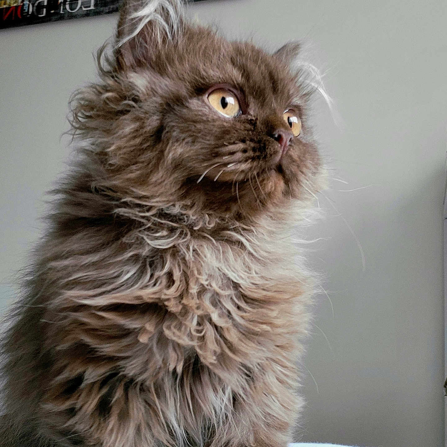 Wonka participe au concours pour gagner de l'argent avec cette photo : animal, brown_fur, cat, close_up, curly_fur, cute, domestic_animal, feline, fluffy, fur_texture, household, indoor, looking_away, mammal, pet, portrait, sitting, soft_light, whiskers, yellow_eyes