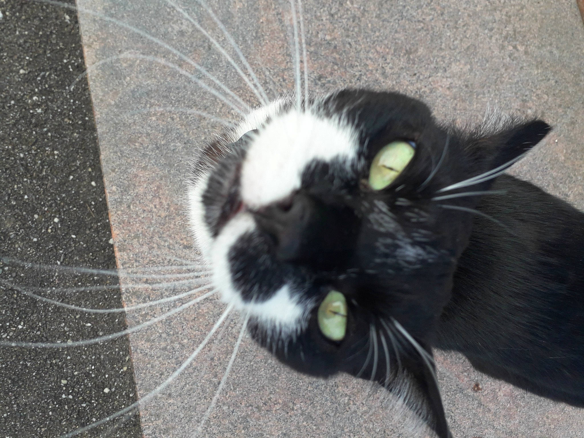 Bulma participe au concours pour gagner de l'argent avec cette photo : carnivore, cat, claw, domestic_short_haired_cat, felidae, foot, fur, grey, paw, road_surface, small_to_medium_sized_cats, snout, tail, terrestrial_animal, whiskers