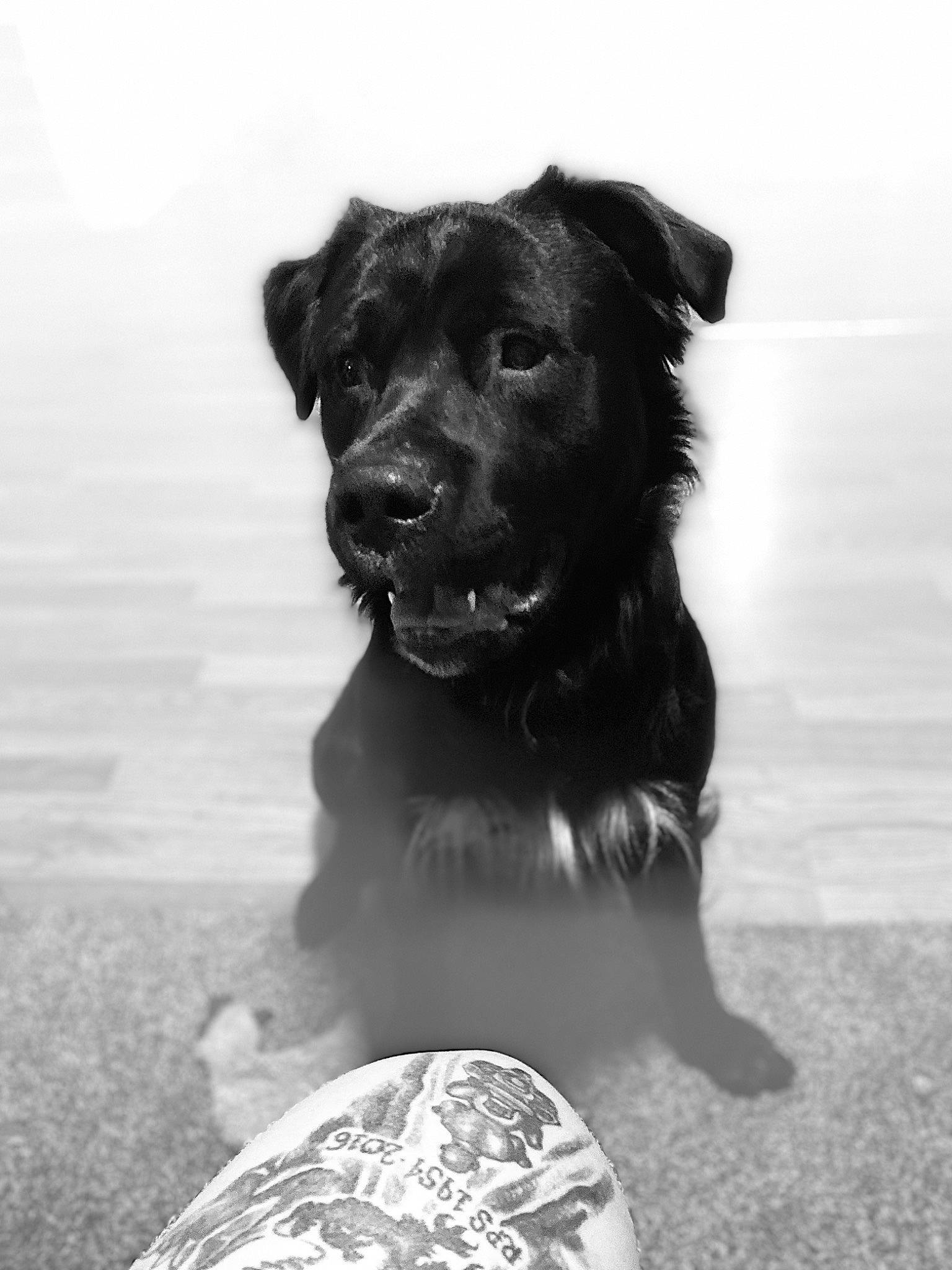 Buck is registered to the contest to win money with this photo: black_and_white, borador, canidae, carnivore, collar, companion_dog, dog, dog_breed, dog_collar, fur, guard_dog, monochrome, monochrome_photography, retriever, snout, sporting_group, style, water, working_animal, working_dog