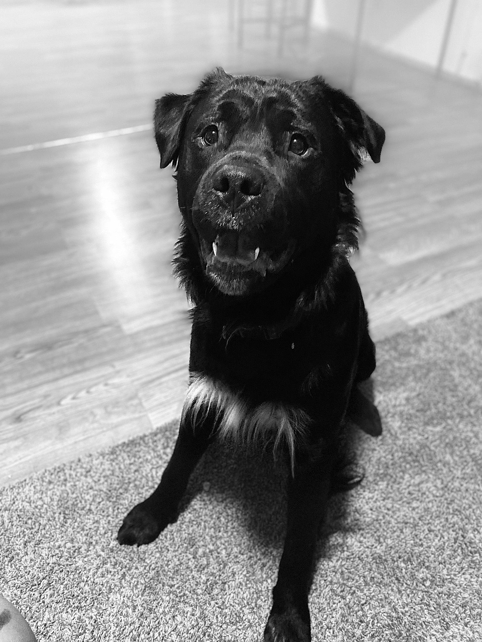 Buck joined the competition — help win amazing prizes! borador, canidae, carnivore, companion_dog, dog, dog_breed, dog_collar, flooring, fur, monochrome, monochrome_photography, shadow, small_terrier, snout, sporting_group, style, terrestrial_animal, terrier, whiskers, working_animal