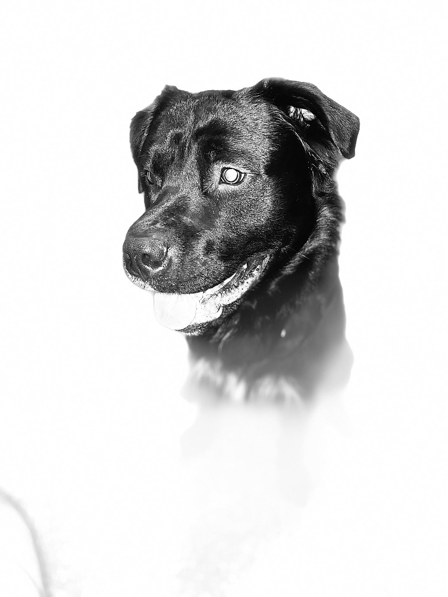 Buck joined the competition — help win amazing prizes! borador, canidae, carnivore, collar, companion_dog, dog, dog_breed, dog_collar, eye, fur, guard_dog, head, monochrome, monochrome_photography, retriever, snout, sporting_group, street_dog, whiskers, working_animal