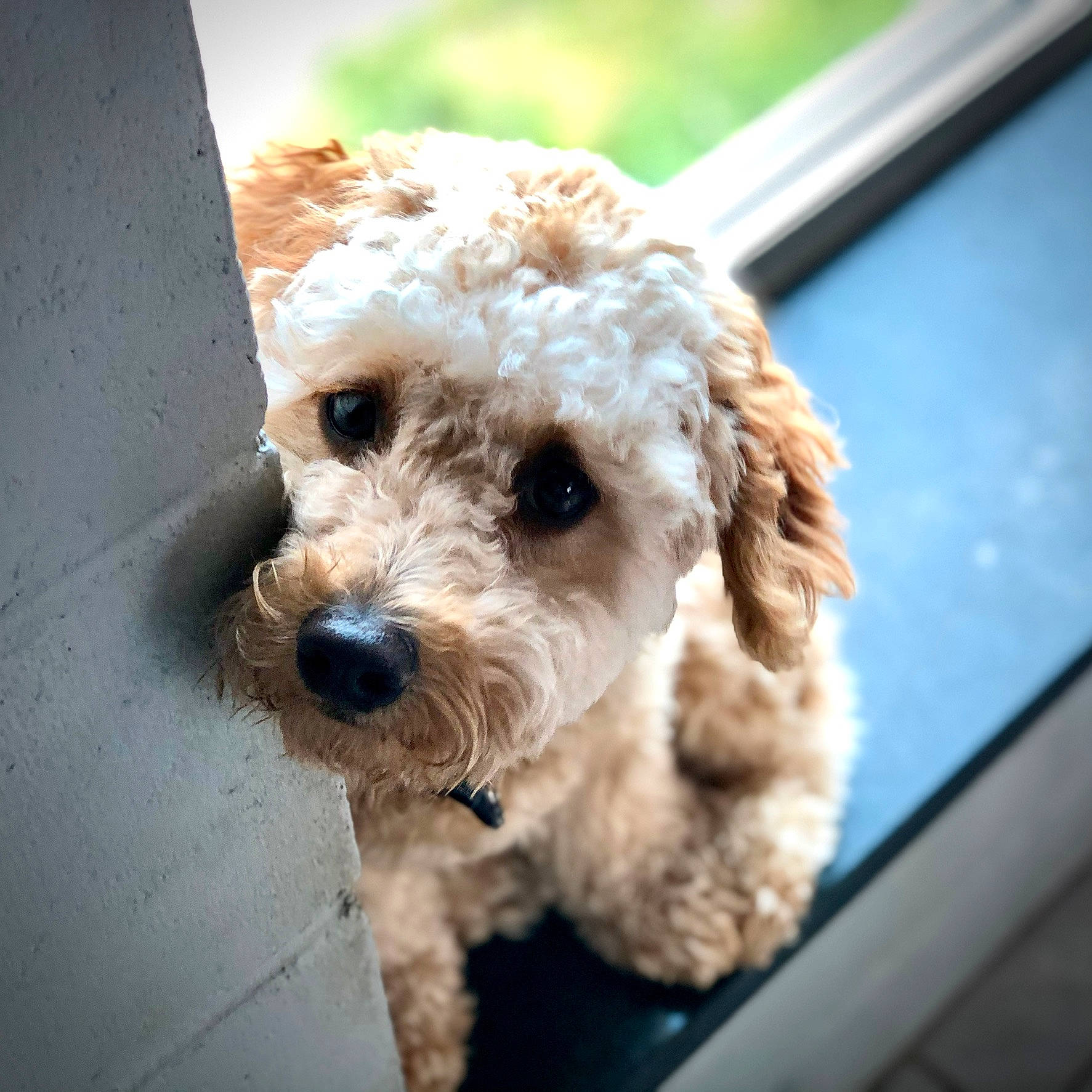 Waffle is registered to the contest to win money with this photo: canidae, carnivore, circle, companion_dog, dog, dog_breed, dog_collar, eyewear, fur, goldendoodle, labradoodle, maltepoo, poodle, small_terrier, snout, sporting_group, terrier, toy, toy_dog, water_dog