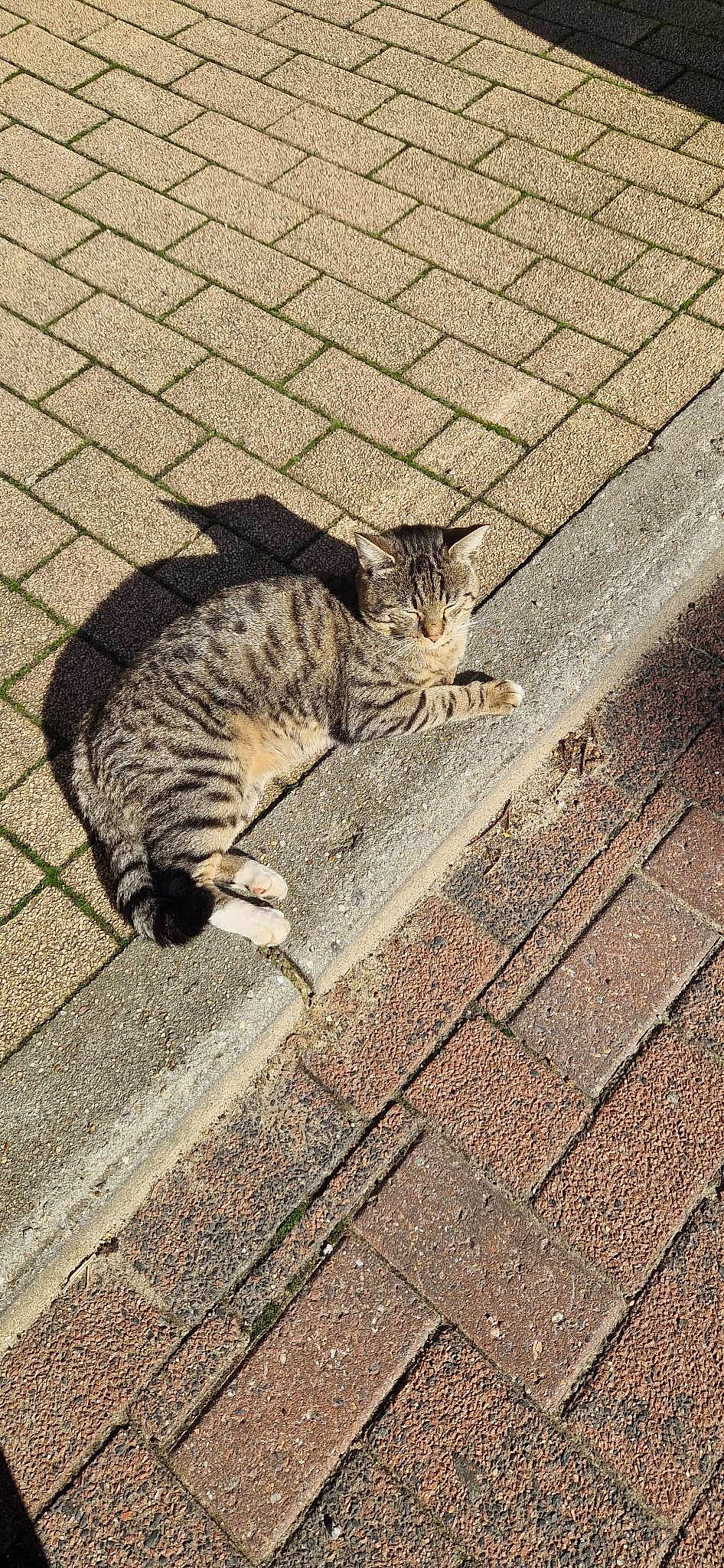 Cannabis a rejoint le concours — aidez-le/la à gagner de superbes lots ! art, asphalt, carnivore, cat, domestic_short_haired_cat, felidae, flooring, fur, grass, grey, road, road_surface, sidewalk, small_to_medium_sized_cats, snout, tail, terrestrial_animal, whiskers, wildlife, wood