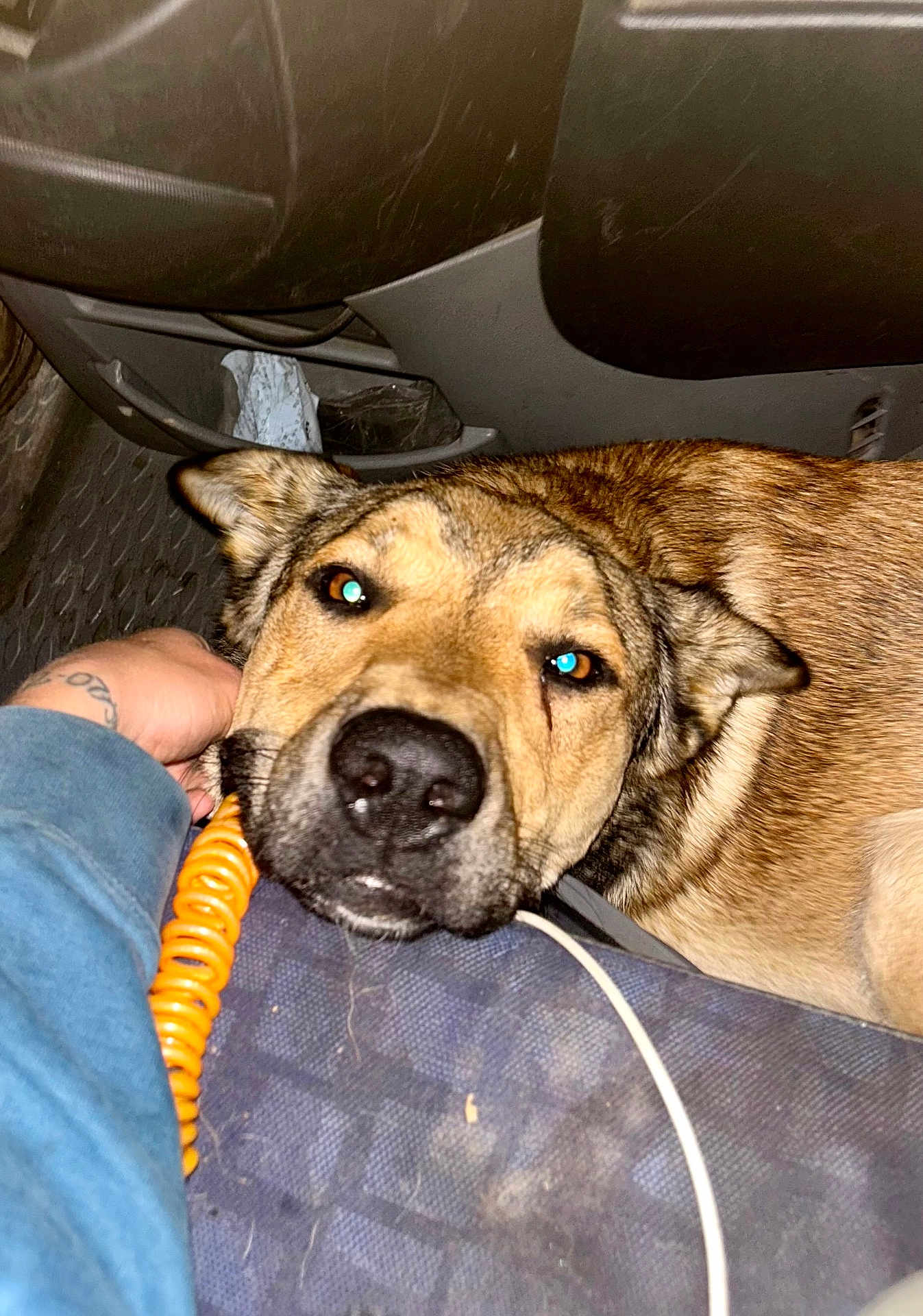 Valko participe au concours pour gagner de l'argent avec cette photo : dog, pet, animal, car_interior, hand, lap, close_up, brown_fur, seat, person, resting, indoor, casual, cozy, domestic_animal, companion, looking_up, fur, ear, nose