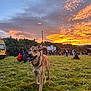 Valko participe au concours pour gagner de l'argent avec cette photo : dog, grass, sunset, sky, clouds, people, outdoor, field, nature, event, crowd, trees, van, smiling, animal, canine, festival, evening, walking, scenic