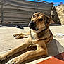 dog, animal, pet, outdoor, sunlight, tile_floor, relaxed, brown_fur, ears, paw, shadow, blue_sky, fence, slipper, resting, daylight, canine, texture, wall, calm