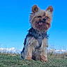 animal, blue_sky, clouds, dog, field, fluffy, grass, harness, letterbox, long_hair, nature, outdoors, pet, portrait, puppy, sitting, small_dog, sunlight, tongue_out, yorkshire_terrier