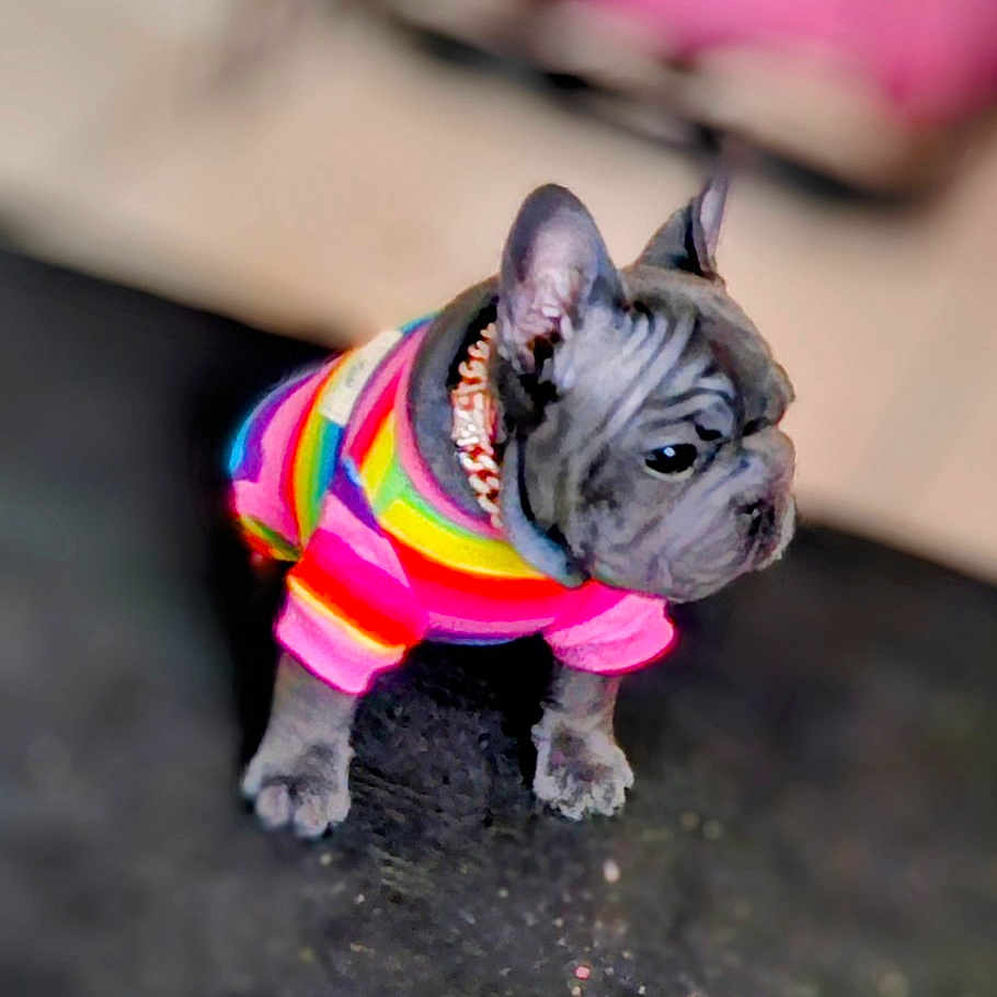 Smookie joined the competition — help win amazing prizes! animal, blurred_background, canine, clothing, colorful, curious, cute, dog, ears, floor, french_bulldog, indoor, pet, portrait, puppy, rainbow_sweater, small_dog, standing, wrinkles, young