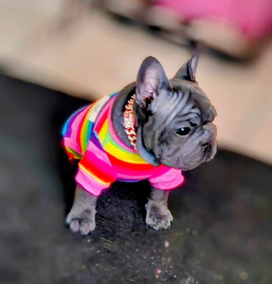 Smookie joined the competition — help win amazing prizes! animal, blurred_background, canine, clothing, colorful, curious, cute, dog, ears, floor, french_bulldog, indoor, pet, portrait, puppy, rainbow_sweater, small_dog, standing, wrinkles, young