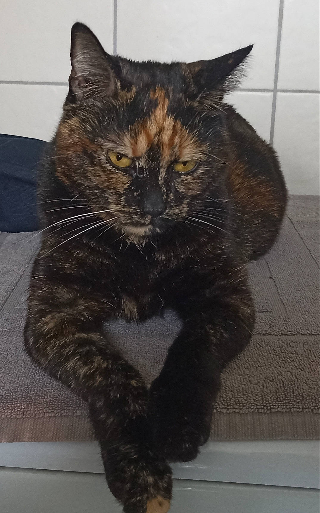 Athéna participe au concours pour gagner de l'argent avec cette photo : carnivore, cat, claw, comfort, domestic_short_haired_cat, eye, felidae, flooring, foot, fur, grey, hair, iris, paw, sitting, small_to_medium_sized_cats, snout, tail, terrestrial_animal, whiskers