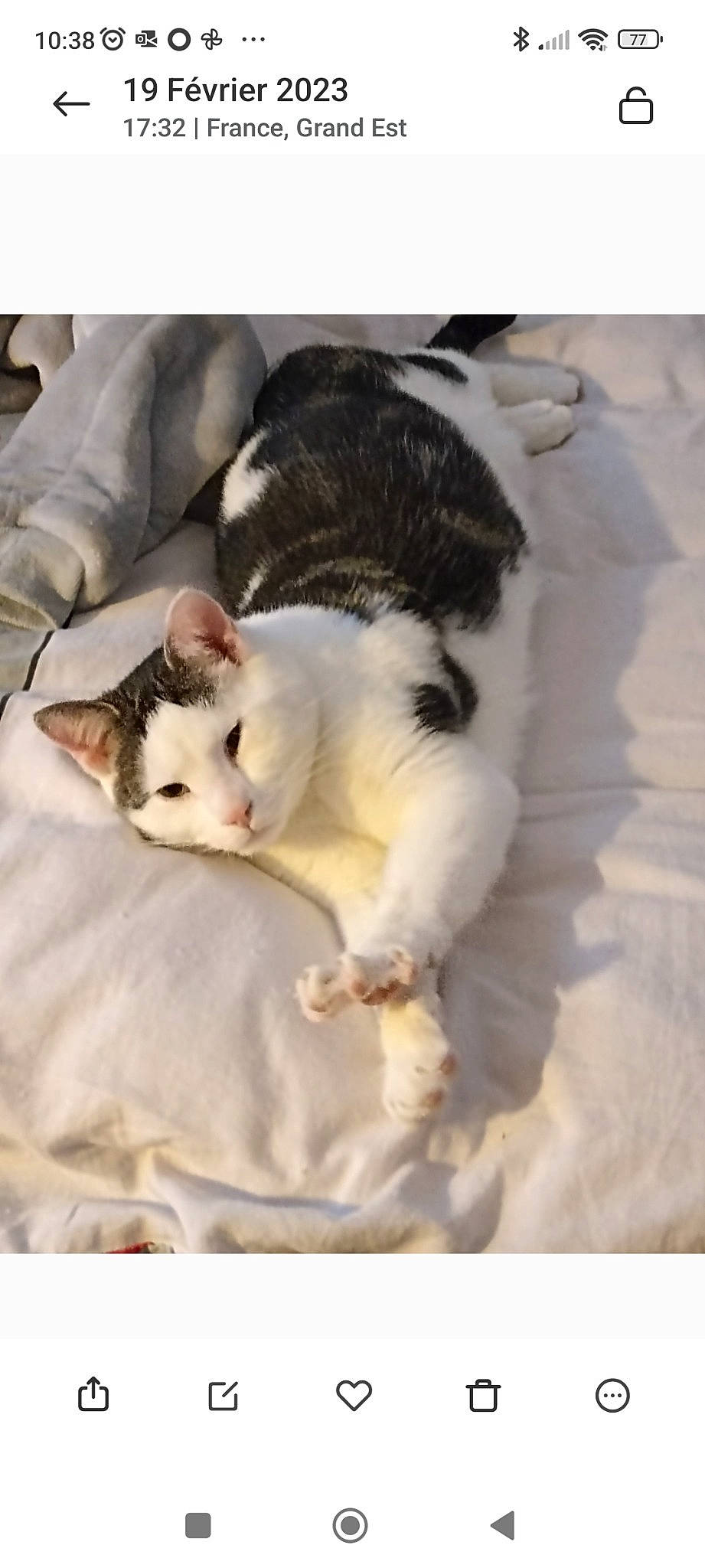 Zeus participe au concours pour gagner de l'argent avec cette photo : canidae, carnivore, cat, claw, comfort, companion_dog, domestic_short_haired_cat, felidae, foot, fur, linens, nap, paw, sleep, small_to_medium_sized_cats, square, tail, whiskers, wood