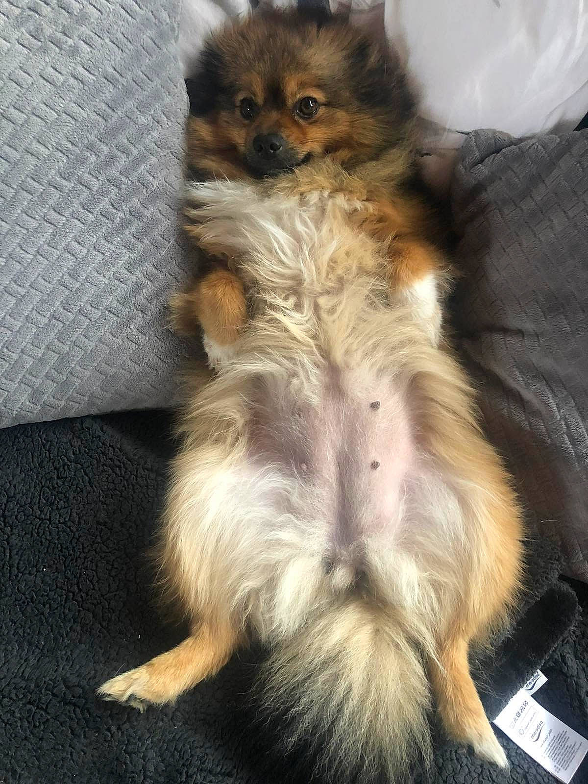 Luna a rejoint le concours — aidez-le/la à gagner de superbes lots ! carnivore, claw, companion_dog, dog_breed, fawn, felidae, fur, german_spitz, paw, pomeranian, small_terrier, small_to_medium_sized_cats, spitz, sporting_group, tail, terrestrial_animal, terrier, toy_dog, whiskers, yorkipoo