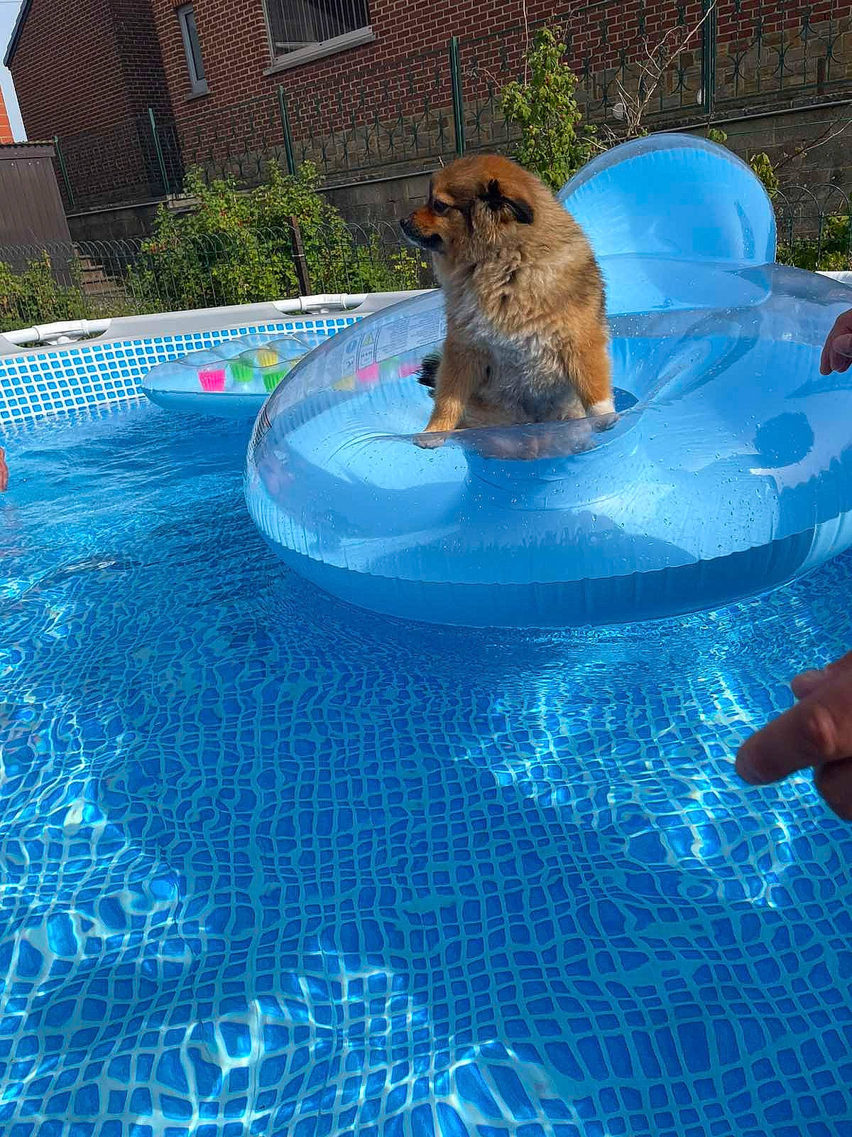 Luna a rejoint le concours — aidez-le/la à gagner de superbes lots ! azure, blue, carnivore, companion_dog, composite_material, dog, dog_breed, electric_blue, fawn, flooring, fun, grass, leisure, outdoor_furniture, plant, recreation, swimming_pool, water, water_feature, window