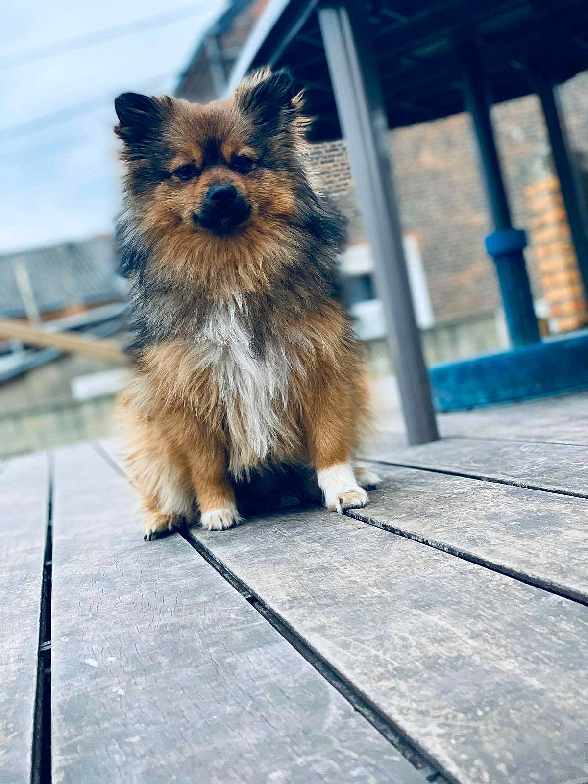 Luna participe au concours pour gagner de l'argent avec cette photo : canidae, carnivore, companion_dog, dog, dog_breed, electric_blue, fawn, fur, tail, terrestrial_animal, toy_dog, whiskers, wood