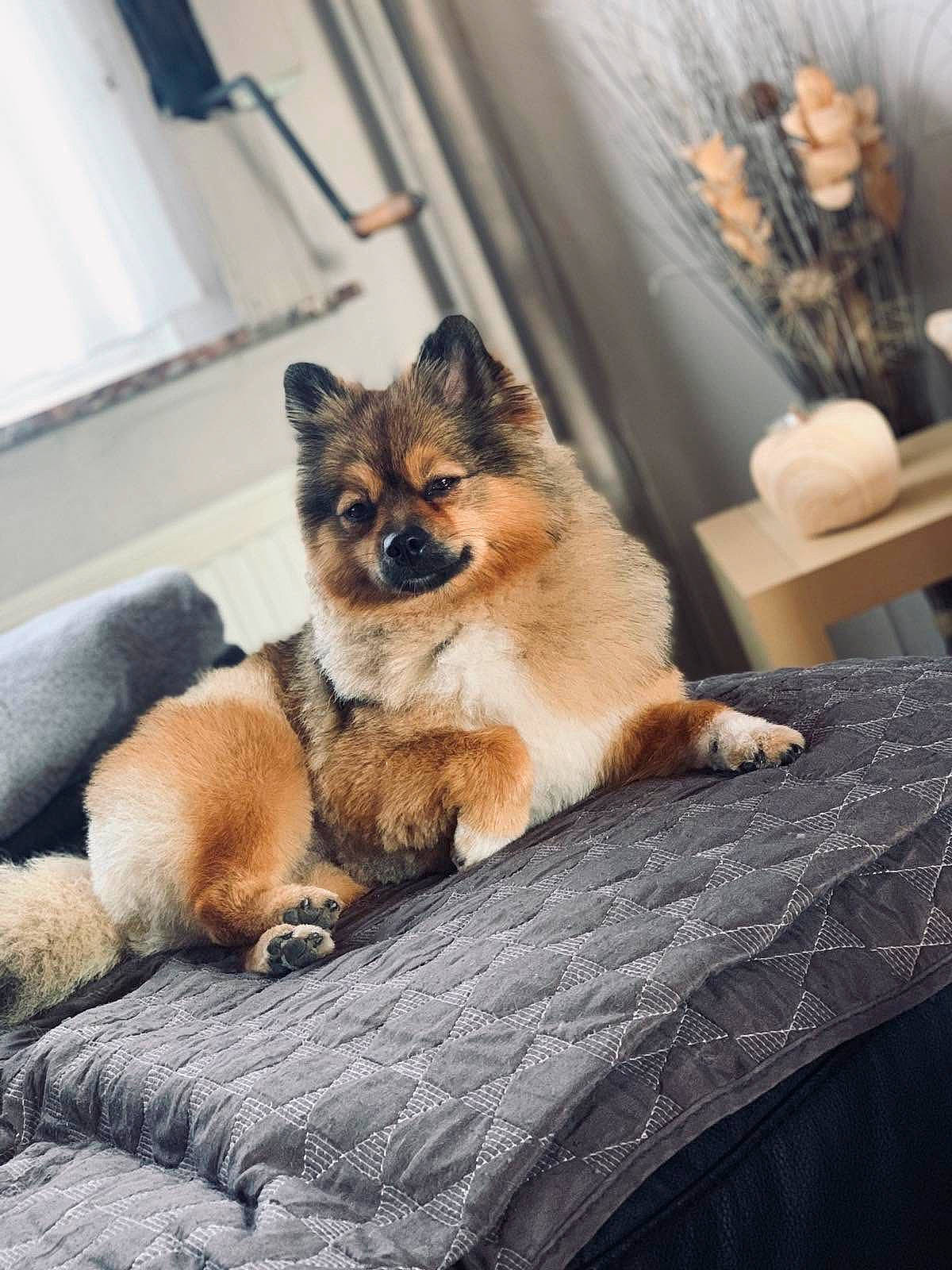 Luna a rejoint le concours — aidez-le/la à gagner de superbes lots ! canidae, carnivore, comfort, companion_dog, curtain, dog, dog_breed, fawn, felidae, fur, linens, pomeranian, snout, sporting_group, tail, terrestrial_animal, tree, whiskers, window, wood