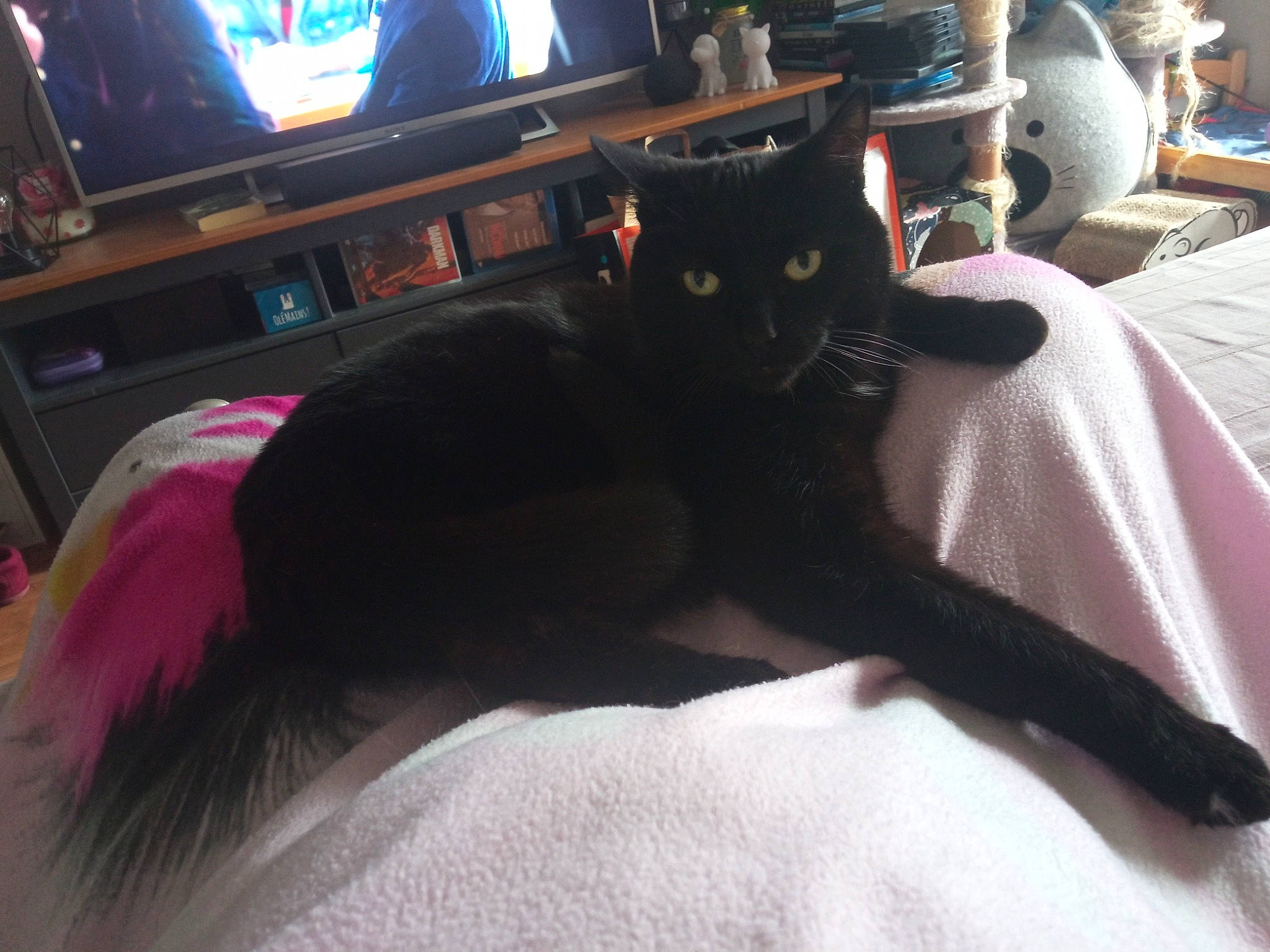 Pikachu a rejoint le concours — aidez-le/la à gagner de superbes lots ! black_cat, bombay, carnivore, cat, comfort, computer_keyboard, display_device, felidae, fur, furniture, grey, linens, living_room, mammal, small_to_medium_sized_cats, table, tail, television, television_set, whiskers