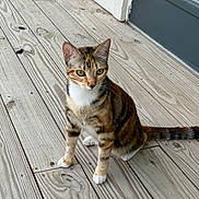 Stella joined the competition — help win amazing prizes! cat, calico_cat, animal, pet, wooden_porch, outdoor, fur, yellow_eyes, sitting, curious, domestic_cat, whiskers, ears, tail, natural_light, texture, planks, background, door, window