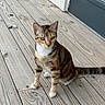 cat, calico_cat, animal, pet, wooden_porch, outdoor, fur, yellow_eyes, sitting, curious, domestic_cat, whiskers, ears, tail, natural_light, texture, planks, background, door, window