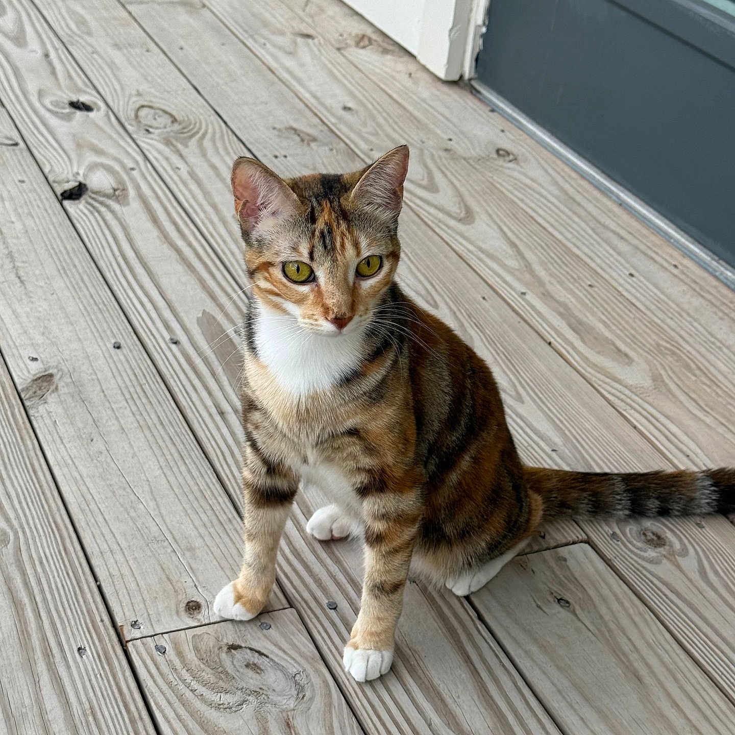 Stella joined the competition — help win amazing prizes! cat, calico_cat, animal, pet, wooden_porch, outdoor, fur, yellow_eyes, sitting, curious, domestic_cat, whiskers, ears, tail, natural_light, texture, planks, background, door, window