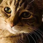 Sukha a rejoint le concours — aidez-le/la à gagner de superbes lots ! abyssinian, animal, brasssection, cat, horn, kitten, manx, musicalinstrument, pet