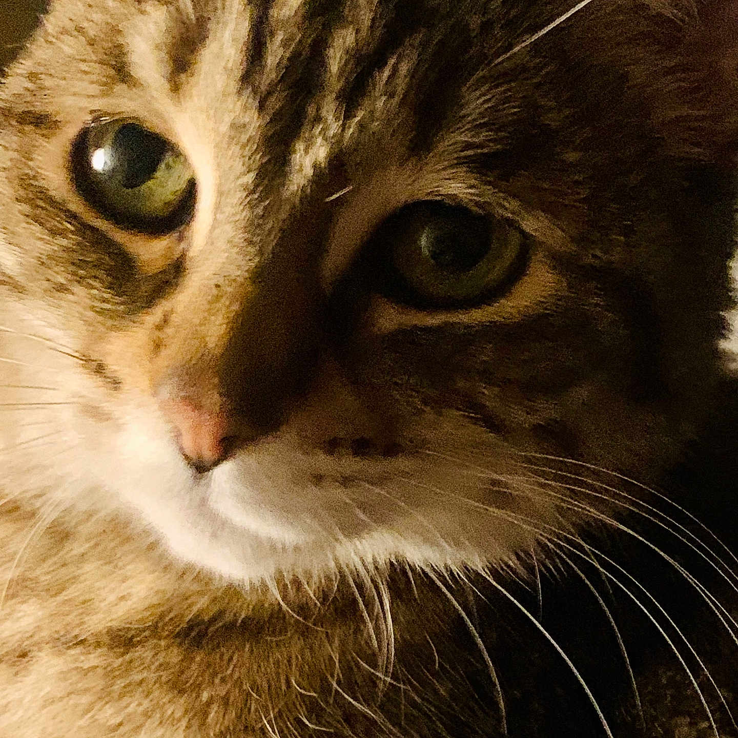 Sukha a rejoint le concours — aidez-le/la à gagner de superbes lots ! abyssinian, animal, brasssection, cat, horn, kitten, manx, musicalinstrument, pet