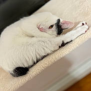 Dior is registered to the contest to win money with this photo: animal, black_patches, cat, close_up, comfortable, cozy, cute, feline, fur, indoor, paw, perch, pet, relaxing, resting, sleepy, soft_texture, whiskers, white_cat, yellow_eyes