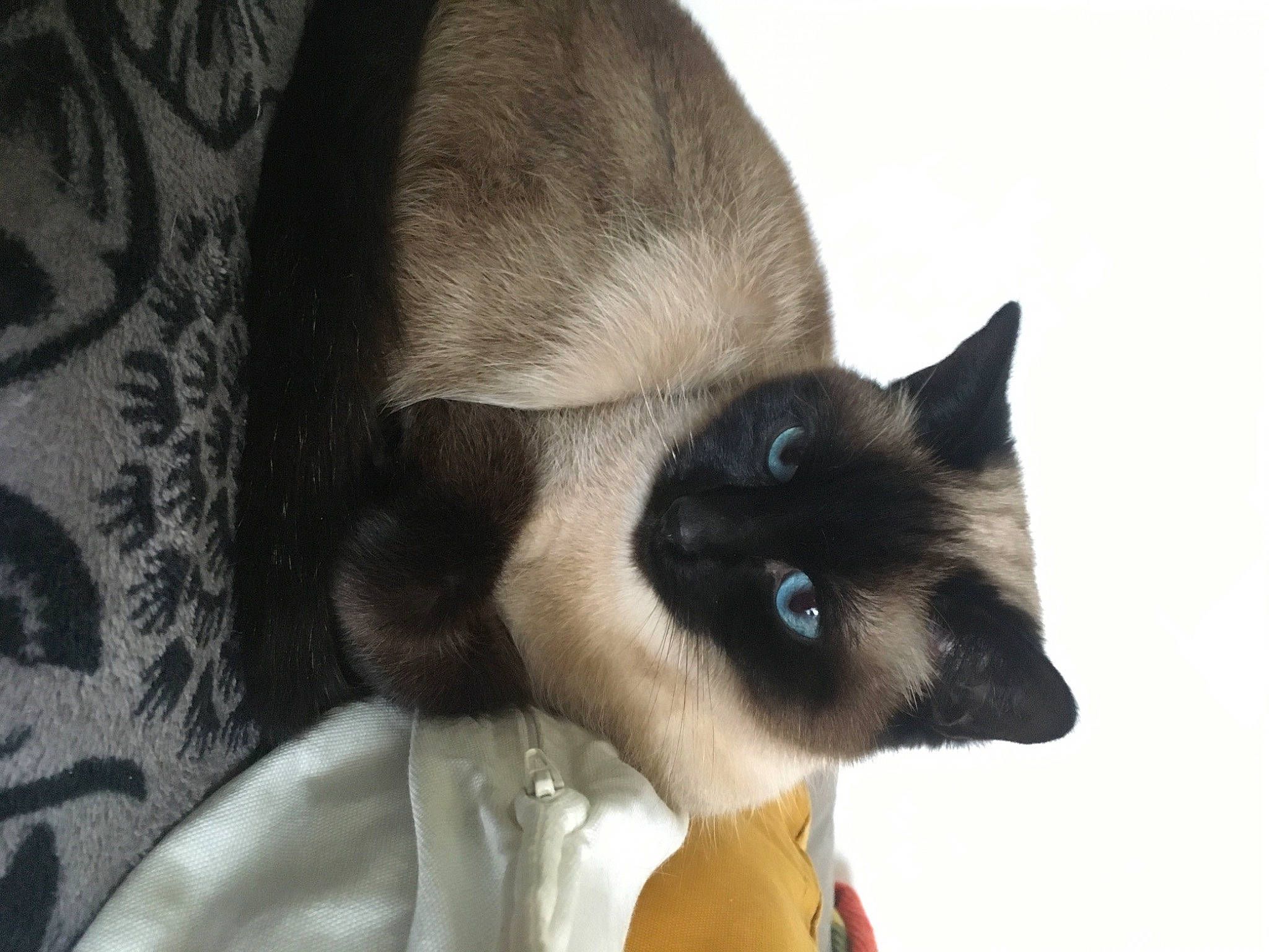 Holdena participe au concours pour gagner de l'argent avec cette photo : balinese, birman, carnivore, cat, collar, comfort, domestic_short_haired_cat, ear, eyelash, face, fawn, felidae, fur, siamese, small_to_medium_sized_cats, snout, tail, terrestrial_animal, thai, whiskers