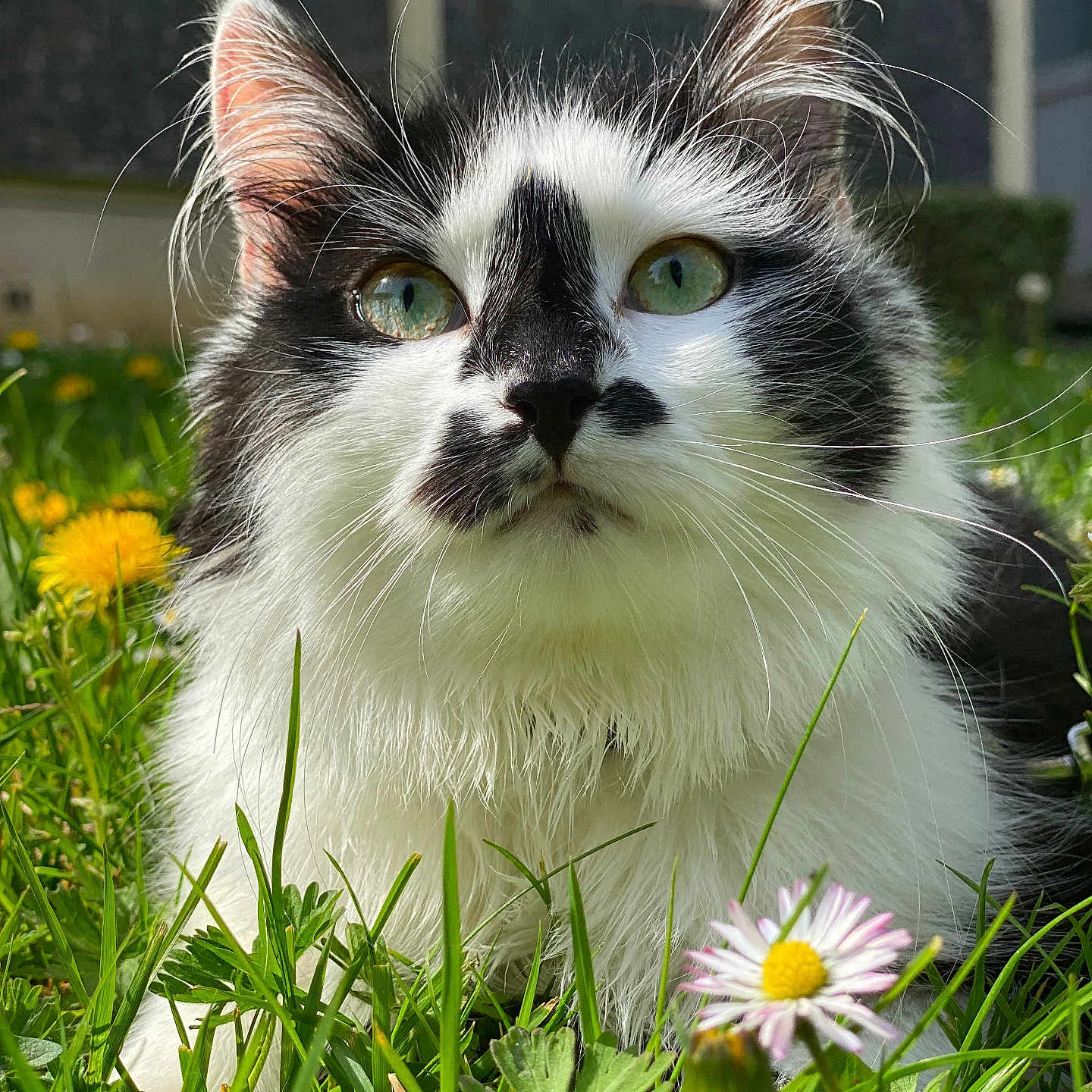 June participe au concours pour gagner de l'argent avec cette photo : anemone, angora, animal, cat, dahlia, daisy, field, flower, grass, grassland, herbal, herbs, kitten, lawn, manx, nature, outdoors, pet, petal, plant