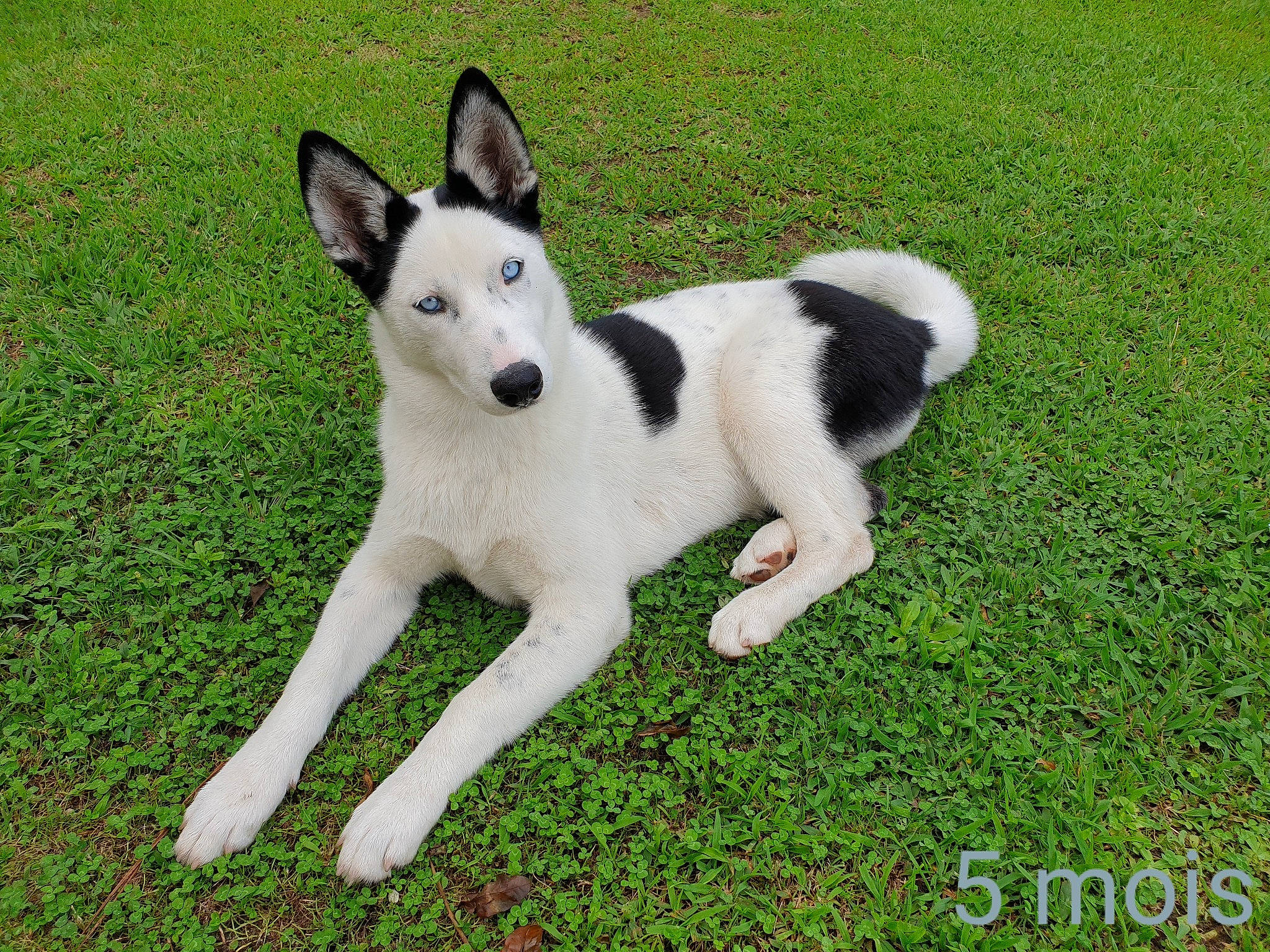 Krystal a rejoint le concours — aidez-le/la à gagner de superbes lots ! canaan_dog, canidae, carnivore, dog, dog_breed, east_siberian_laika, mammal, rare_breed_dog, siberian_husky, vertebrate