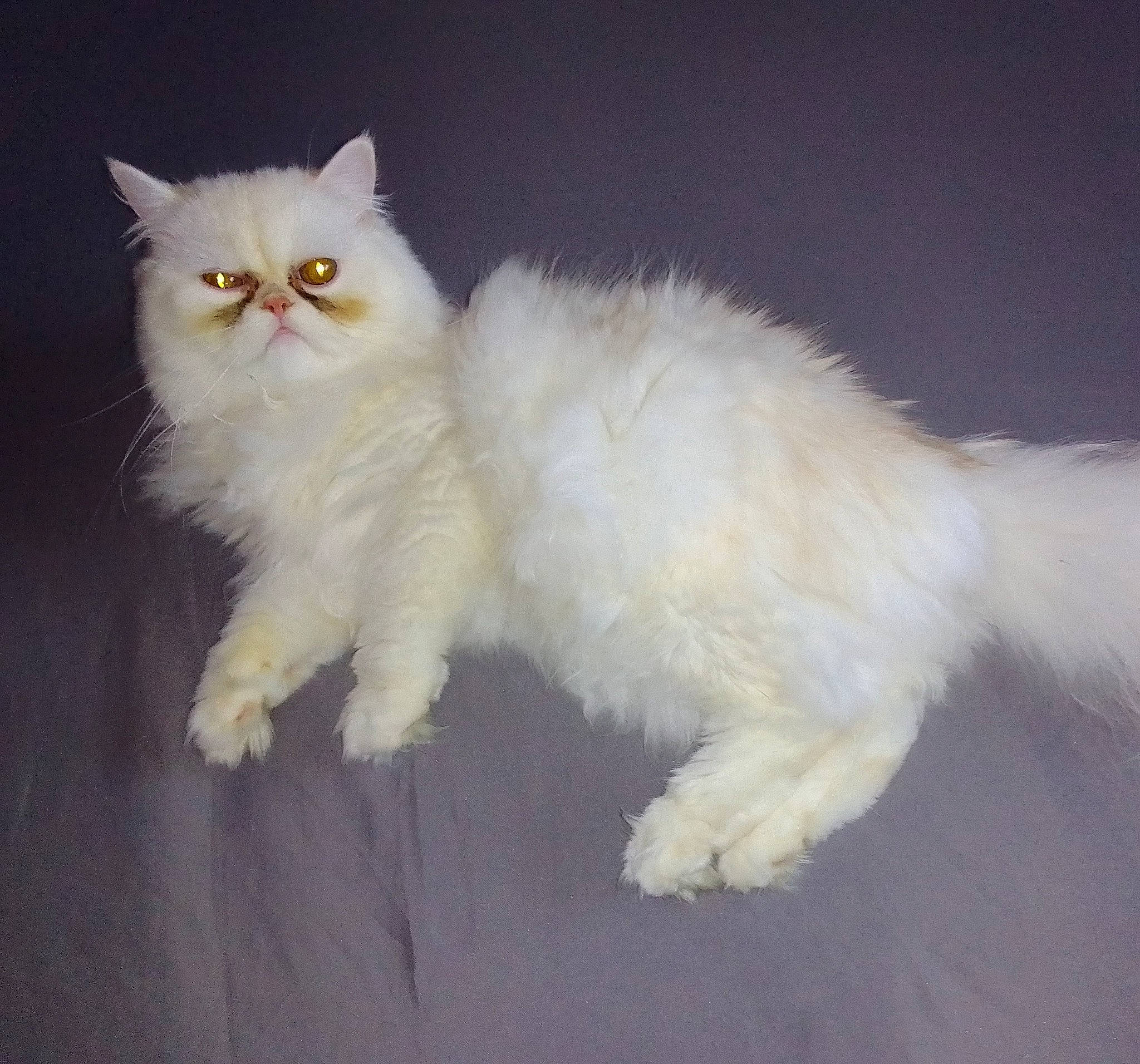 Togepi a rejoint le concours — aidez-le/la à gagner de superbes lots ! carnivore, cat, claw, fawn, felidae, fur, paw, small_to_medium_sized_cats, snout, tail, terrestrial_animal, whiskers