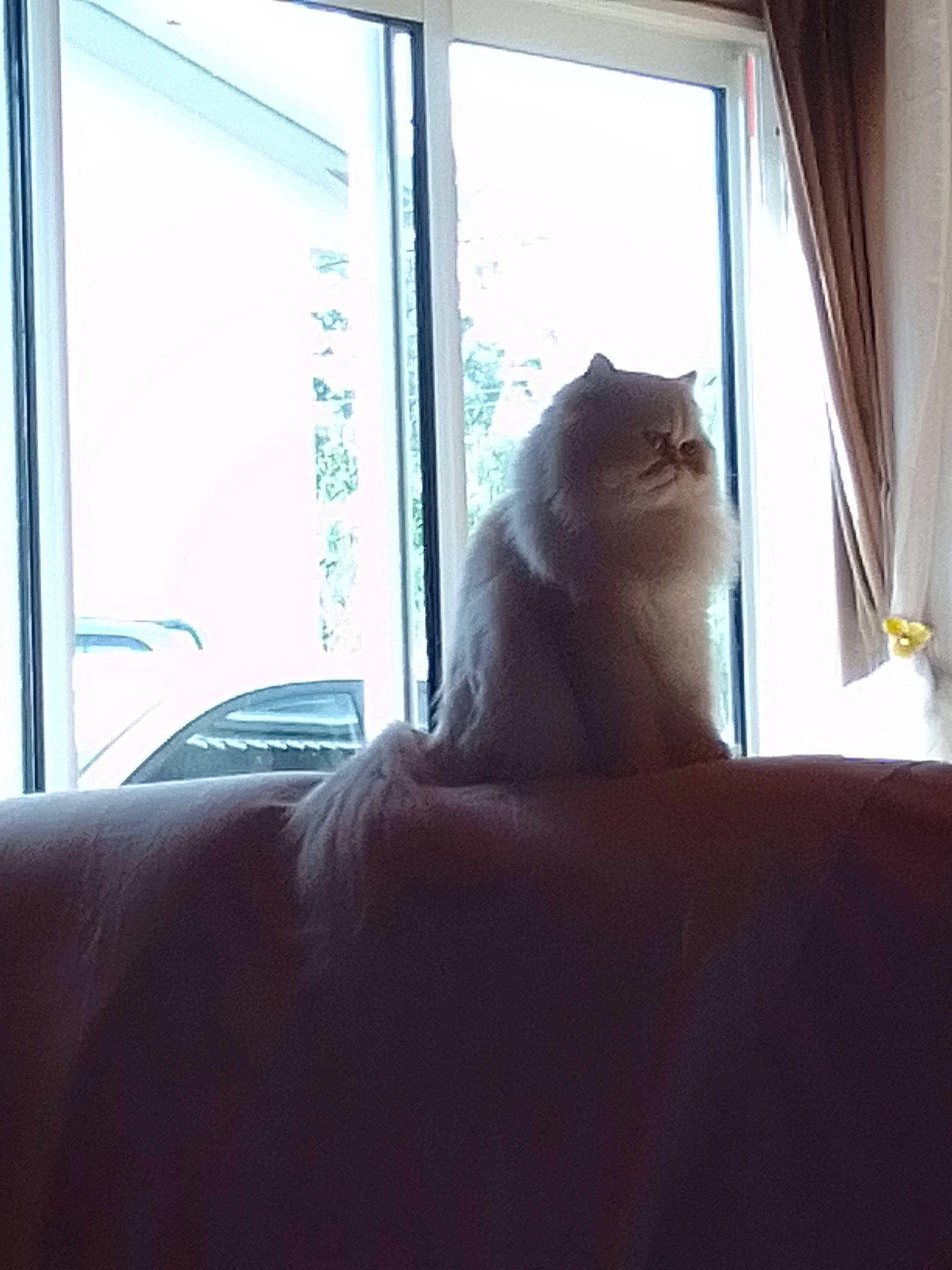 Togepi participe au concours pour gagner de l'argent avec cette photo : carnivore, cat, comfort, curtain, felidae, flooring, hardwood, human_leg, mammal, shade, small_to_medium_sized_cats, sunlight, tail, tints_and_shades, vertebrate, whiskers, window, window_blind, window_treatment, wood