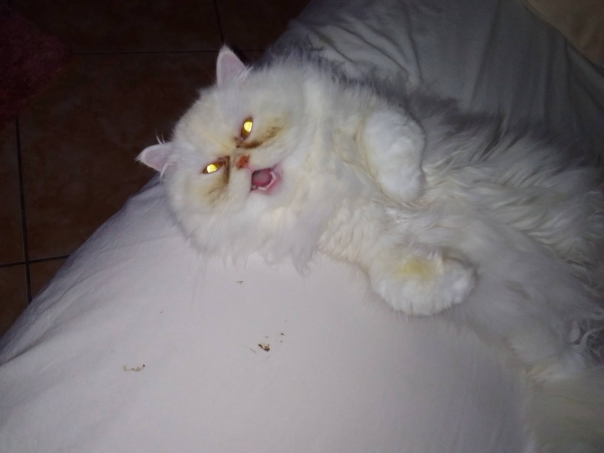 Togepi participe au concours pour gagner de l'argent avec cette photo : carnivore, cat, comfort, felidae, fur, paw, small_to_medium_sized_cats, tail, whiskers