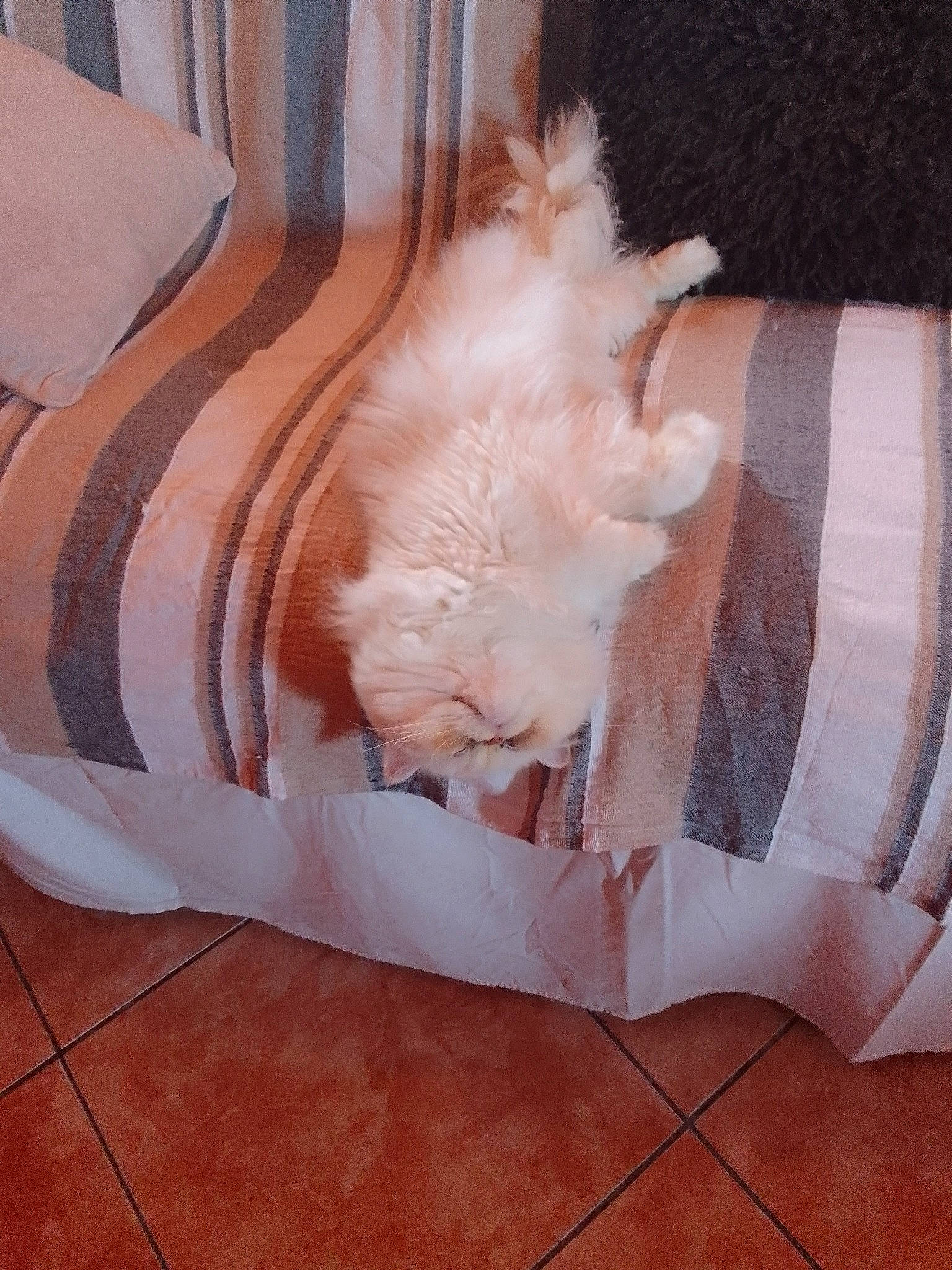 Togepi a rejoint le concours — aidez-le/la à gagner de superbes lots ! canidae, carnivore, cat, comfort, companion_dog, dog_breed, fawn, felidae, flooring, foot, fur, hardwood, human_leg, leg, small_to_medium_sized_cats, snout, sporting_group, tail, whiskers, wood