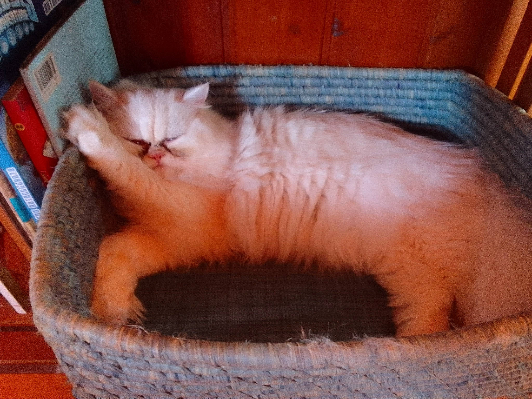 Togepi participe au concours pour gagner de l'argent avec cette photo : animal_shelter, bookcase, carnivore, cat, cat_bed, cat_supply, claw, comfort, fang, fawn, felidae, fur, paw, pet_supply, shelf, small_to_medium_sized_cats, snout, tail, terrestrial_animal, whiskers