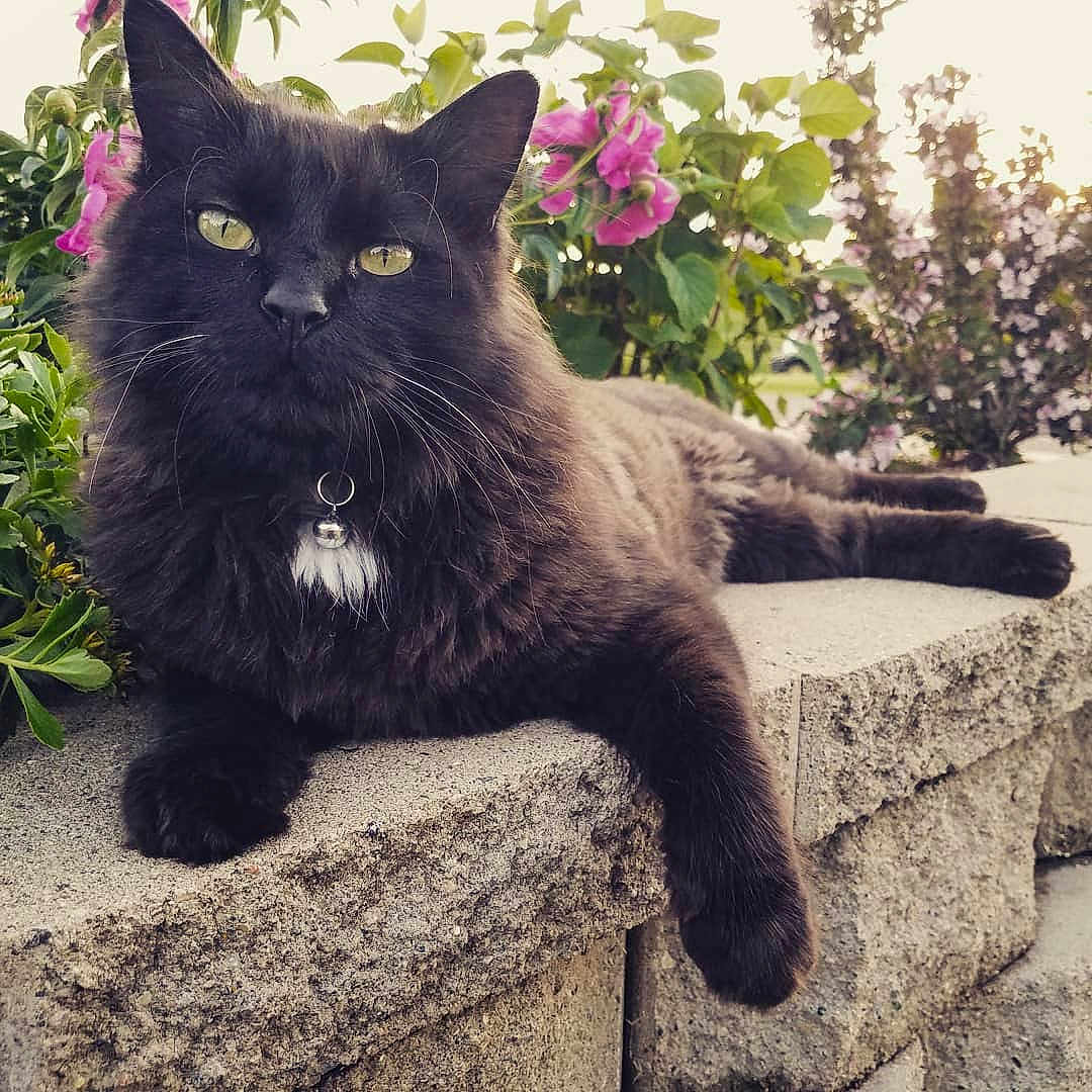 Keiko is registered to the contest to win money with this photo: asian, asian_semi_longhair, black_cat, british_semi_longhair, carnivore, cat, domestic_long_haired_cat, domestic_short_haired_cat, eye, felidae, fur, kitten, maine_coon, mammal, nebelung, persian, plant, small_to_medium_sized_cats, tail, whiskers