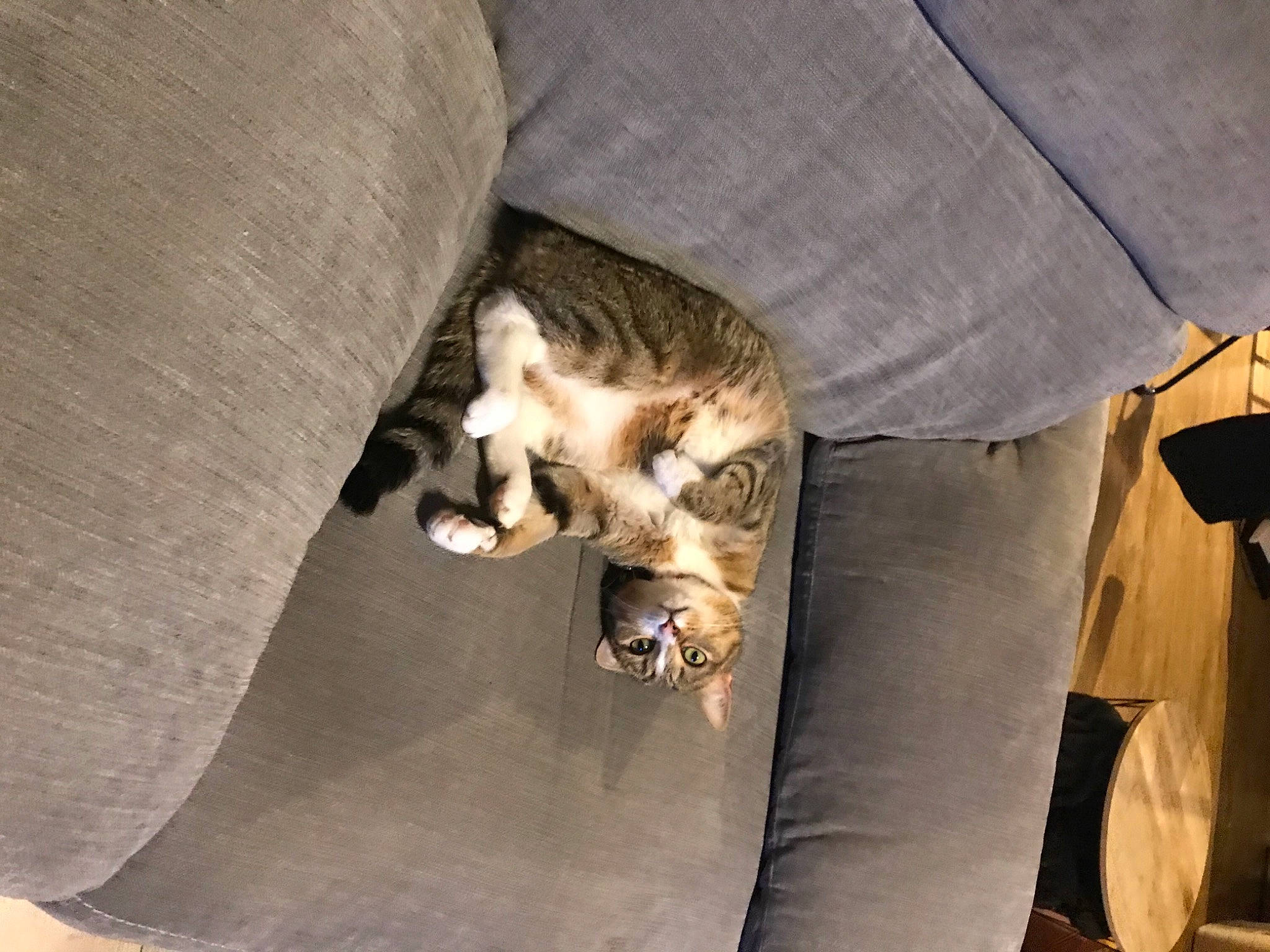 Duchesse a rejoint le concours — aidez-le/la à gagner de superbes lots ! canidae, carnivore, cat, comfort, companion_dog, dog_breed, domestic_short_haired_cat, fawn, felidae, fur, human_leg, nap, paw, small_to_medium_sized_cats, snout, sporting_group, tail, tent, whiskers, wood