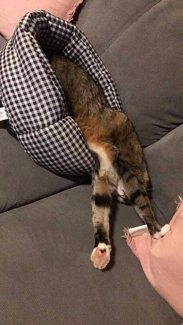 Duchesse participe au concours pour gagner de l'argent avec cette photo : carnivore, cat, comfort, elbow, fawn, felidae, finger, foot, gesture, hand, human_leg, knee, nail, sleeve, small_to_medium_sized_cats, snout, tail, terrestrial_animal, thigh, whiskers