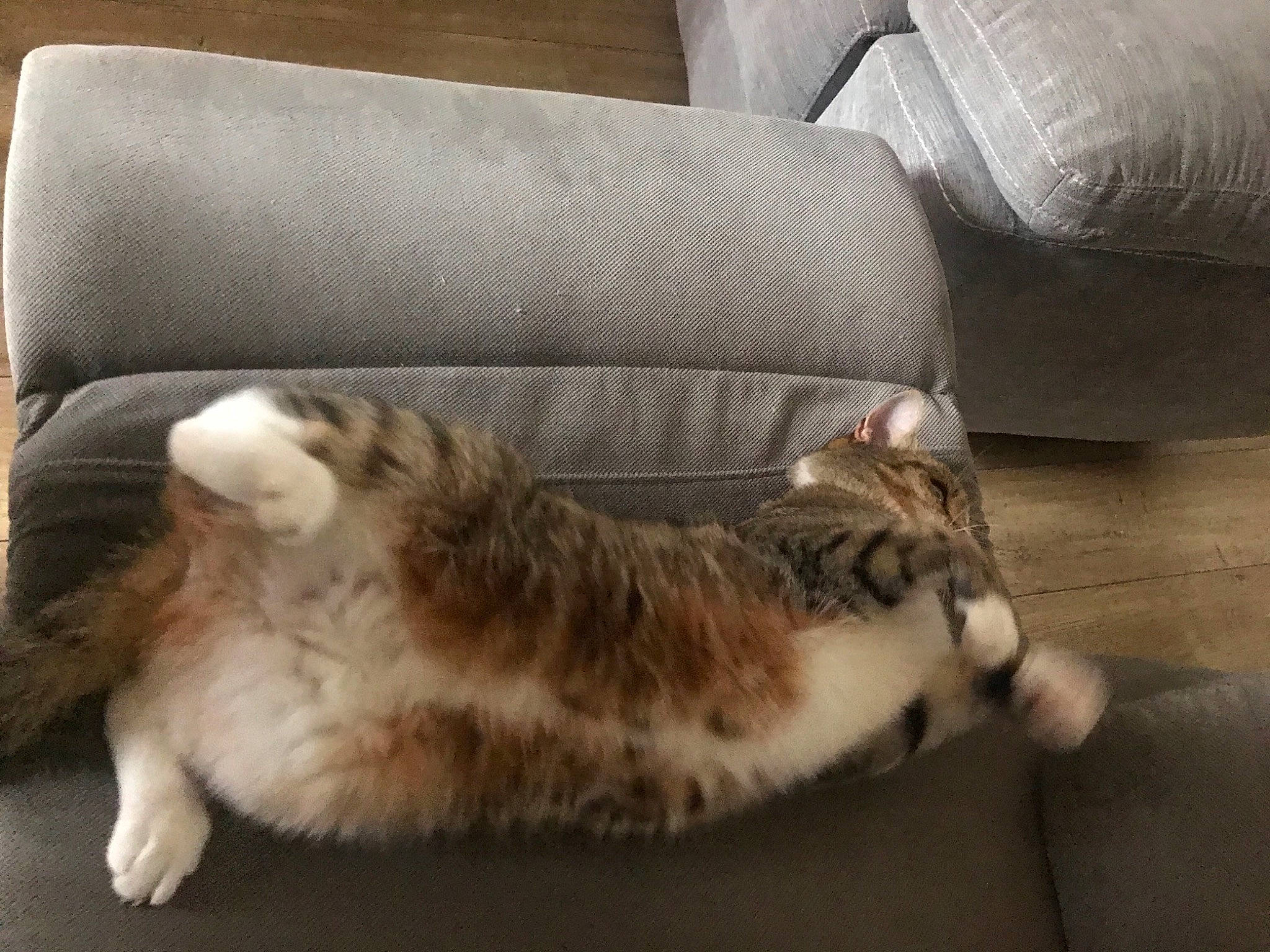 Duchesse a rejoint le concours — aidez-le/la à gagner de superbes lots ! carnivore, cat, cat_bed, cat_supply, claw, comfort, couch, domestic_short_haired_cat, felidae, flooring, fur, hardwood, mammal, nap, paw, small_to_medium_sized_cats, tail, whiskers