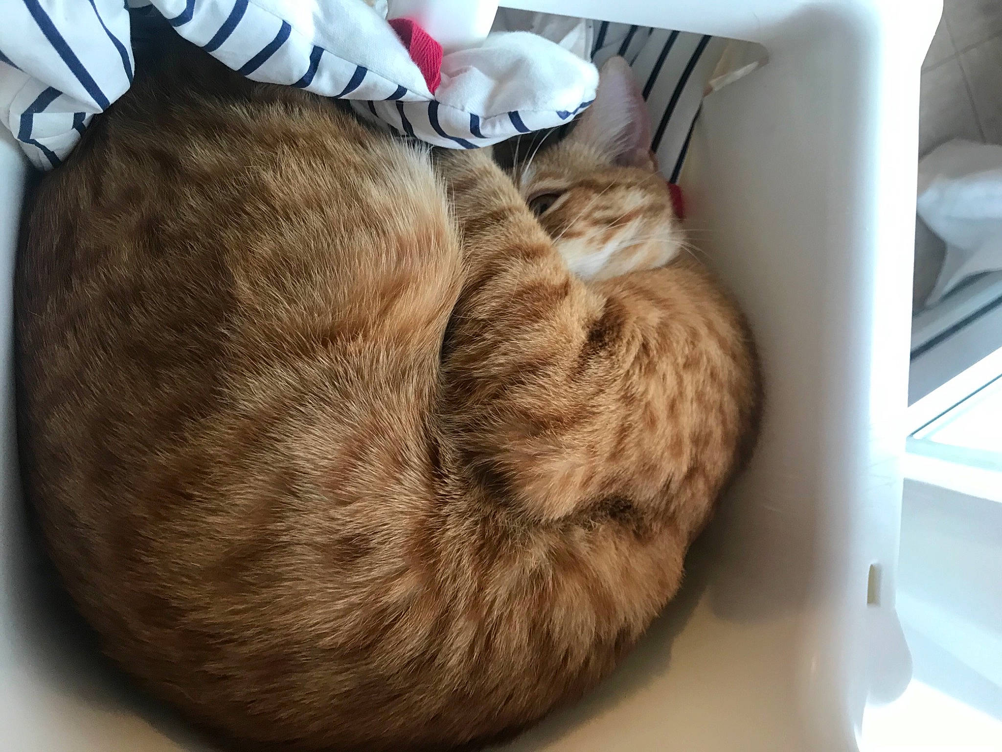 Duchesse a rejoint le concours — aidez-le/la à gagner de superbes lots ! bag, cap, carnivore, cat, claw, comfort, domestic_short_haired_cat, fashion_accessory, felidae, foot, fur, fur_clothing, linens, nap, paw, sleep, small_to_medium_sized_cats, snout, tail, whiskers