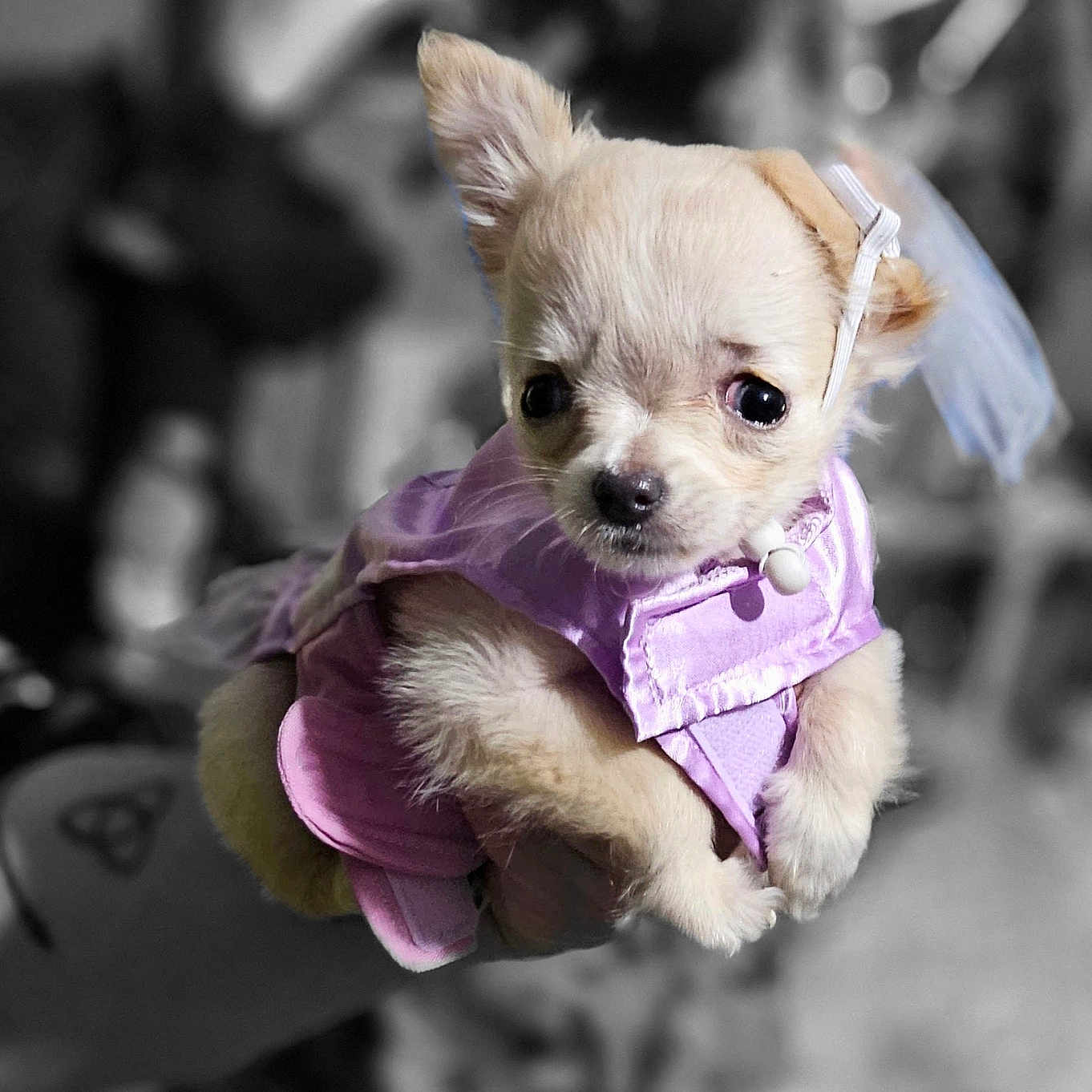Mejia joined the competition — help win amazing prizes! accessories, animal, canine, chihuahua, cockerspaniel, dog, eskimodog, leash, papillon, pet, poodle, puppy, strap, terrier, whitedog