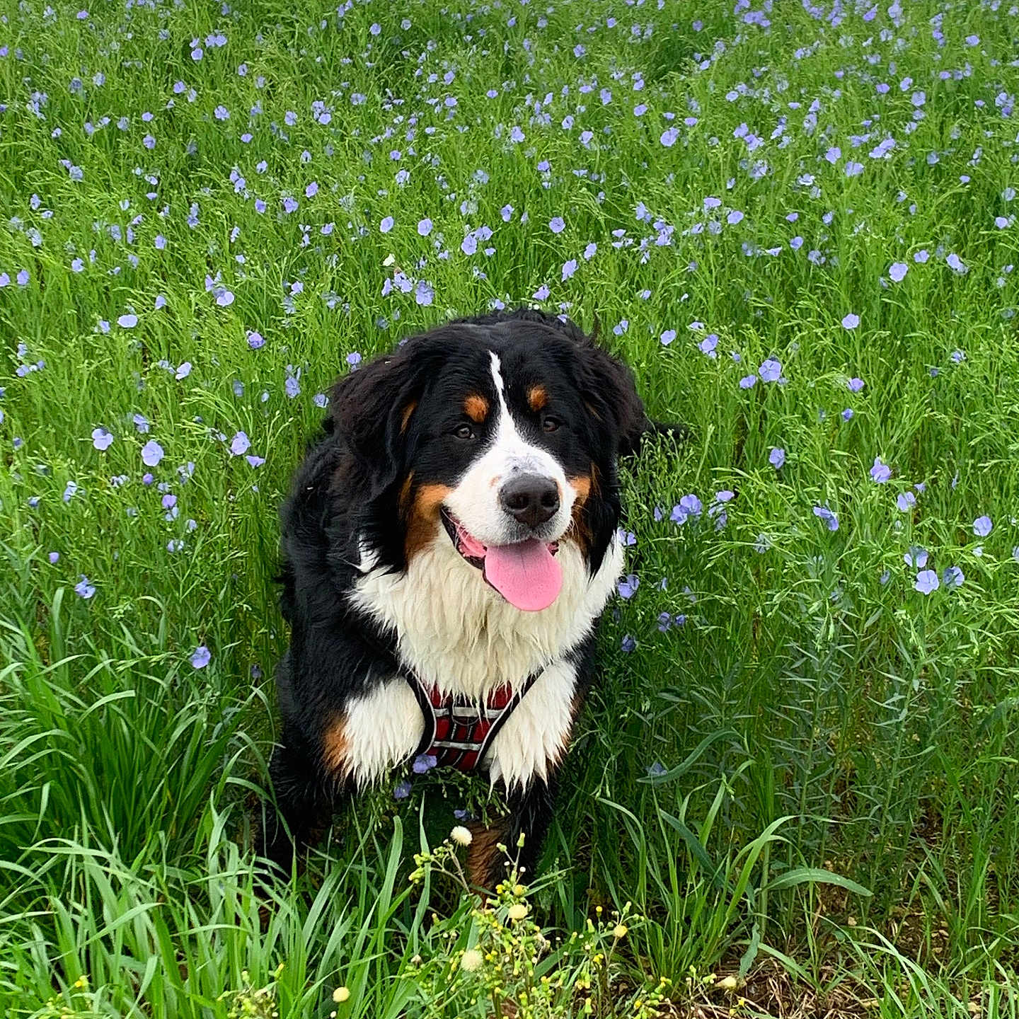 Venom participe au concours pour gagner de l'argent avec cette photo : animal, canine, countryside, dog, face, field, grass, grassland, green, head, herbal, herbs, meadow, nature, outdoors, pet, plant, puppy, rural, vegetation
