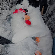 Willy is registered to the contest to win money with this photo: animal, black_and_white_cat, cat, chicken_toy, close_up, cuddling, cute, ears, feline, fur, hugging, indoor, pet, plush_toy, relaxing, resting, sleepy, soft_toy, stuffed_animal, whiskers