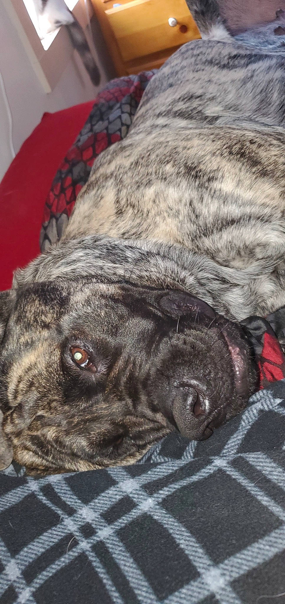 Delilah is registered to the contest to win money with this photo: canidae, canis, carnivore, collar, comfort, companion_dog, dog, dog_breed, fawn, fur, grey, liver, pug, snout, sporting_group, terrestrial_animal, treeing_tennessee_brindle, whiskers, working_animal, wrinkle